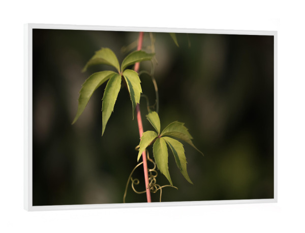 Poster mit weißem Rahmen "Wilder Wein" artboxONE - Natur,Floral