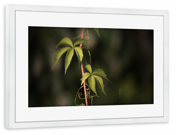 Poster mit Rahmen weiß "Wilder Wein" artboxONE - Natur,Floral