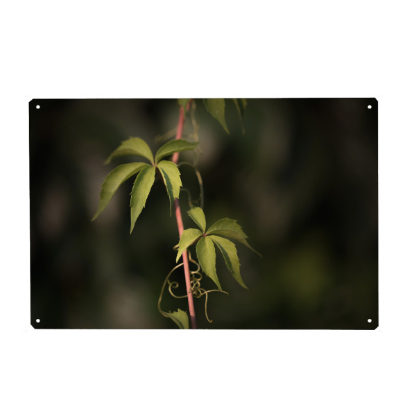 Metall Poster "Wilder Wein" artboxONE - Natur,Floral