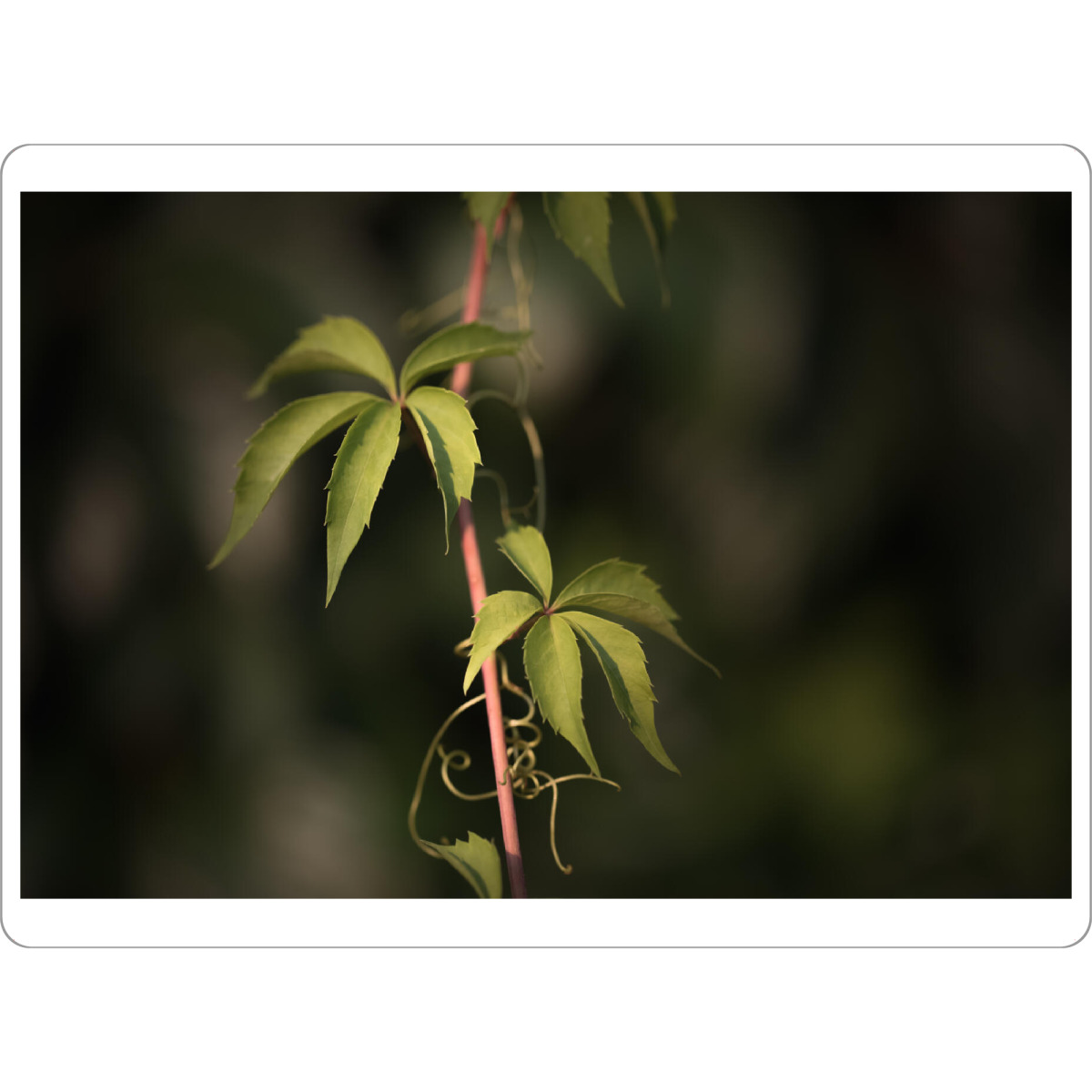 Tischset "Wilder Wein" artboxONE - Natur,Floral