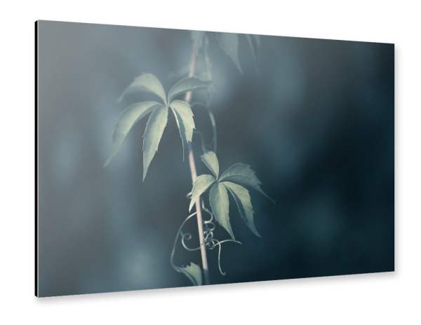 Alu-Dibond "Weinranke" 30x20 cm artboxONE