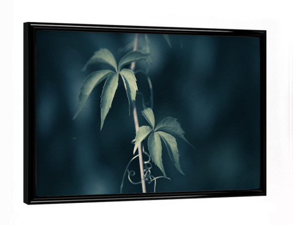 Poster mit schwarzem Rahmen "Weinranke" artboxONE - Natur,Floral