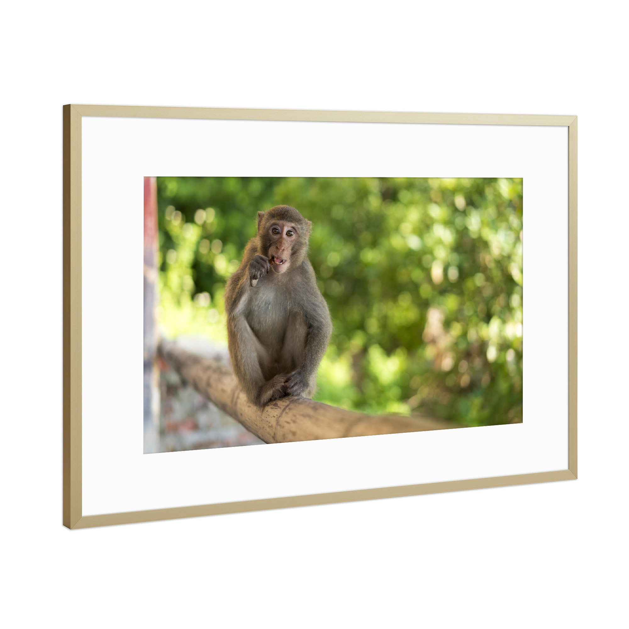 Poster mit Rahmen Gold "Wilder Makake" artboxONE - Natur,Reise,Tiere,Reise / Asien,Reise / Länder