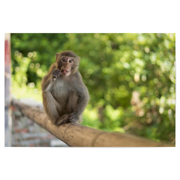Poster 30x20 cm "Wilder Makake" artboxONE - Natur,Reise,Tiere,Reise / Asien,Reise / Länder