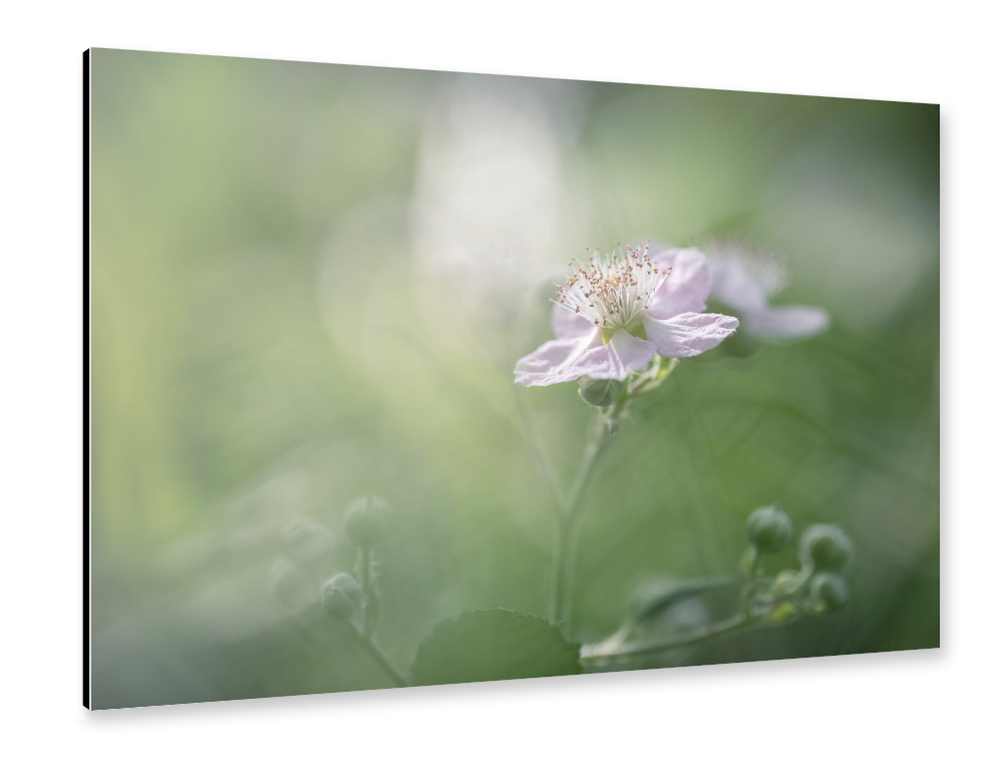 Alu-Dibond "Brombeerblüte" 30x20 cm artboxONE
