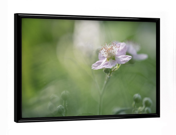 Poster mit schwarzem Rahmen "Brombeerblüte" artboxONE - Natur,Floral