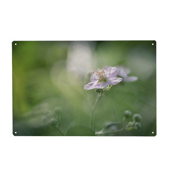 Holzbild "Brombeerblüte" artboxONE - Natur,Floral