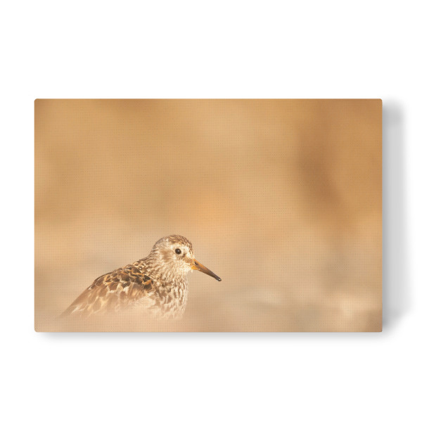 Leinwandbild "Meerstrandläufer" artboxONE - Natur,Tiere