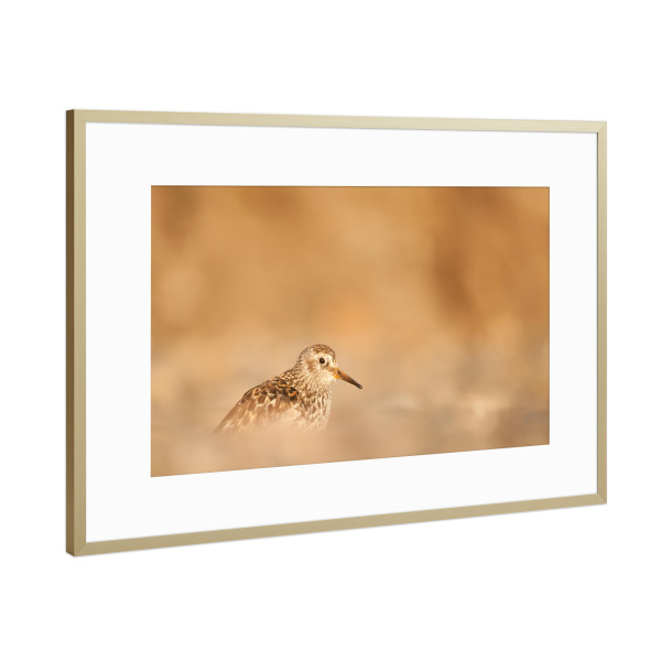 Poster mit Rahmen Gold "Meerstrandläufer" artboxONE - Natur,Tiere