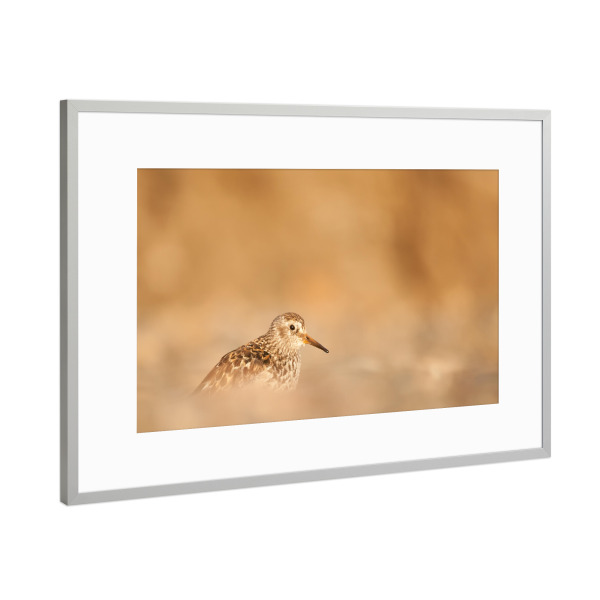 Poster mit Rahmen Silber "Meerstrandläufer" artboxONE - Natur,Tiere