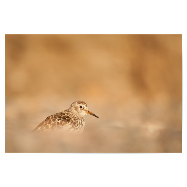 Poster 30x20 cm "Meerstrandläufer" artboxONE - Natur,Tiere