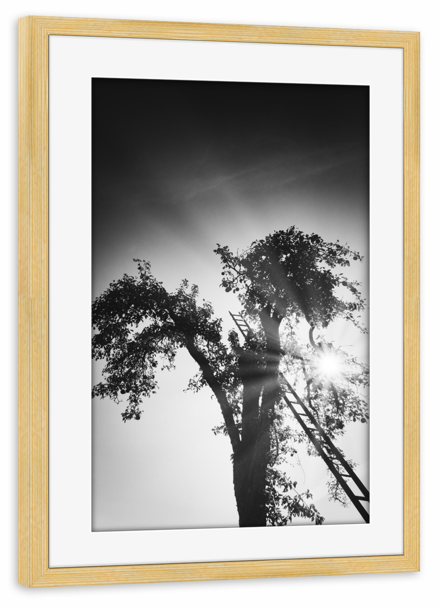 Poster mit Rahmen kiefer "Up to the sky" artboxONE - Natur,Schwarzweiß