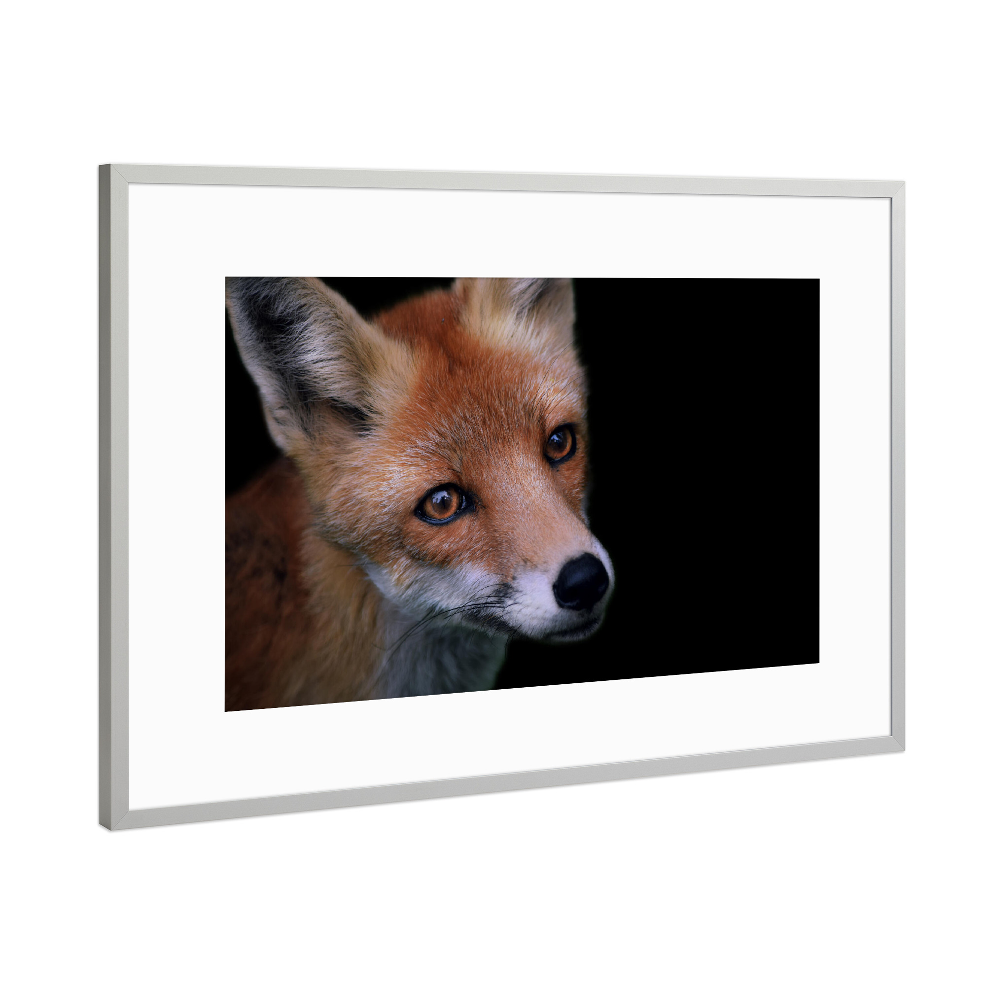 Poster mit Rahmen Silber "Fuchsblick" artboxONE - Natur,Tiere
