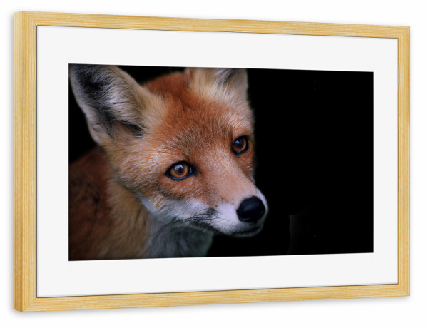 Poster mit Rahmen kiefer "Fuchsblick" artboxONE - Natur,Tiere