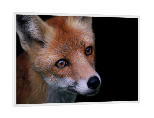 Poster mit weißem Rahmen "Fuchsblick" artboxONE - Natur,Tiere