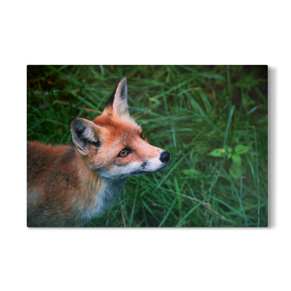 Galerie-Print "Rotfuchsportrait" 30x20 cm artboxONE