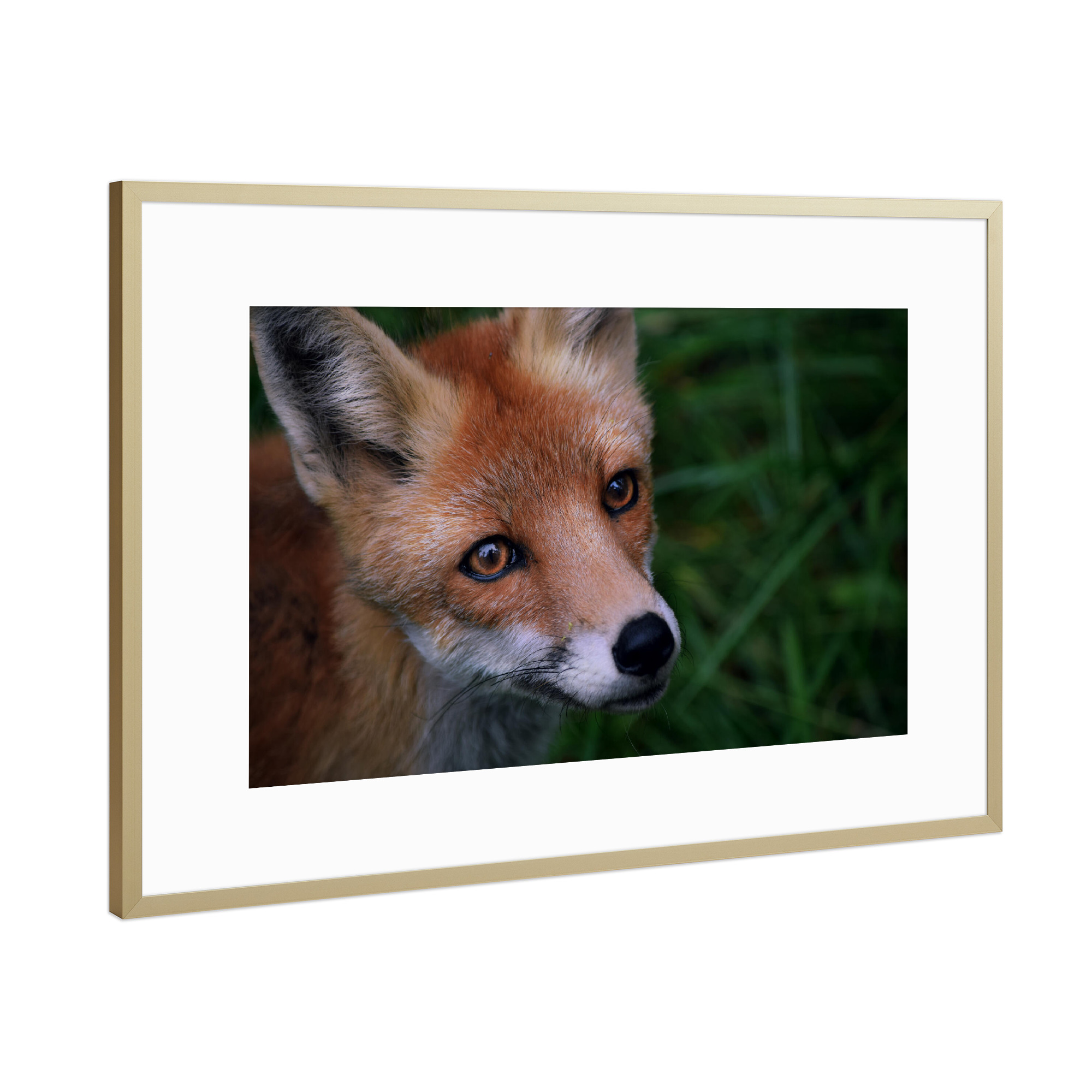 Poster mit Rahmen Gold "Fuchsportrait" artboxONE - Natur,Tiere
