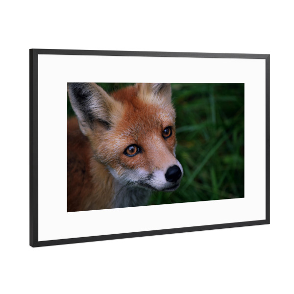 Poster mit Rahmen Schwarz (Metallic) "Fuchsportrait" artboxONE - Natur,Tiere