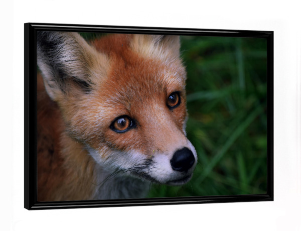 Poster mit schwarzem Rahmen "Fuchsportrait" artboxONE - Natur,Tiere