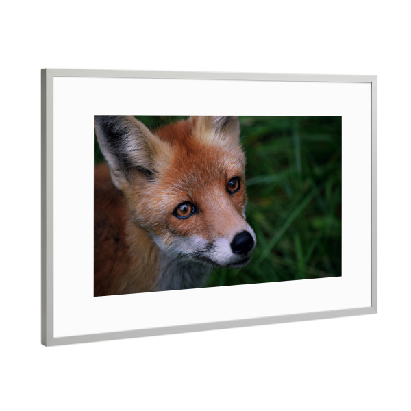 Poster mit Rahmen Silber "Fuchsportrait" artboxONE - Natur,Tiere