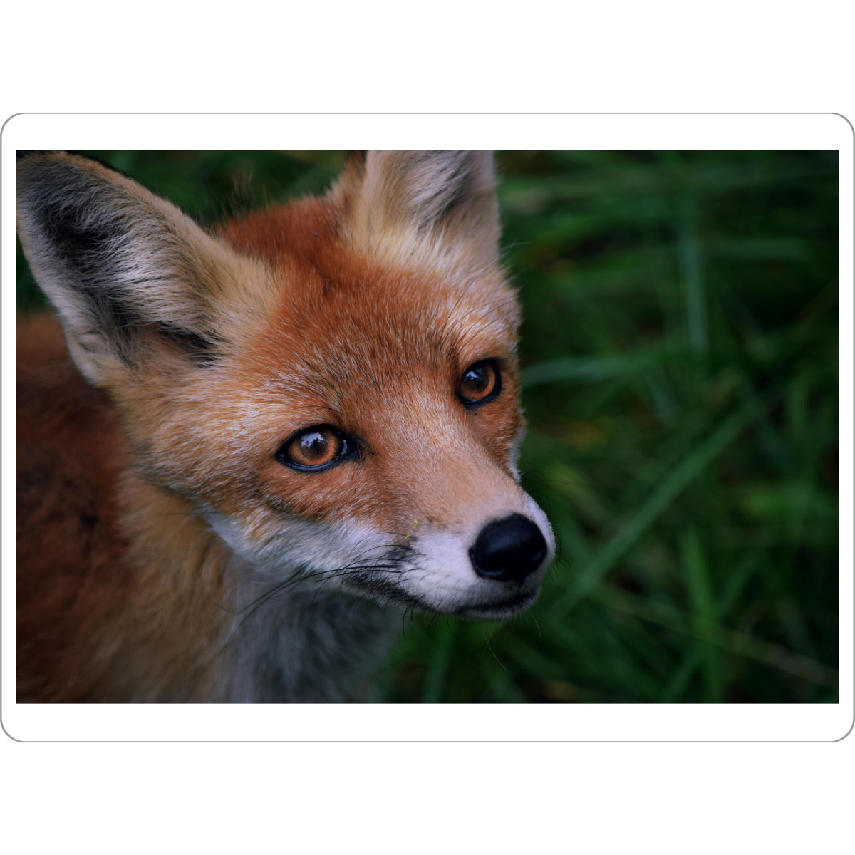 Tischset "Fuchsportrait" artboxONE - Natur,Tiere