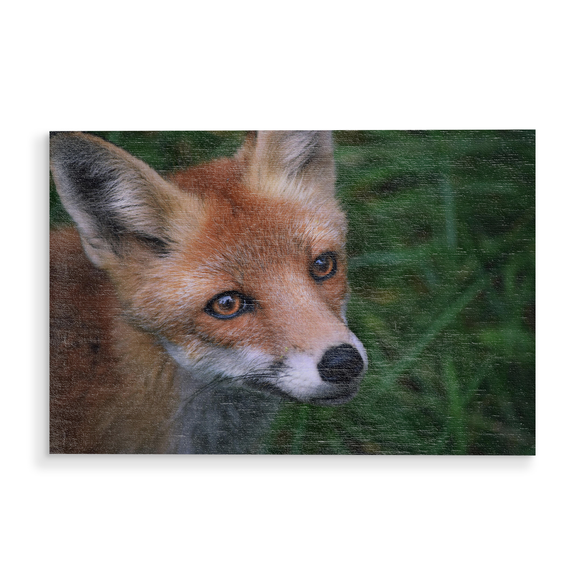 Holzbild "Fuchsportrait" artboxONE - Natur,Tiere