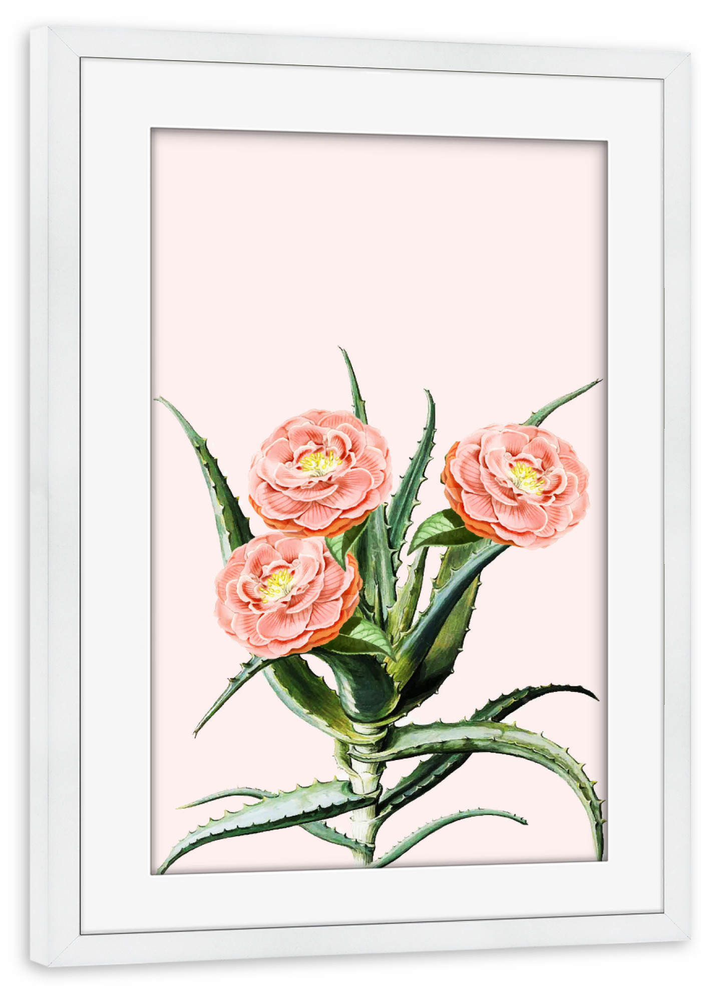 Poster mit Rahmen weiß "Blush Cactus-II" artboxONE - Natur,Floral