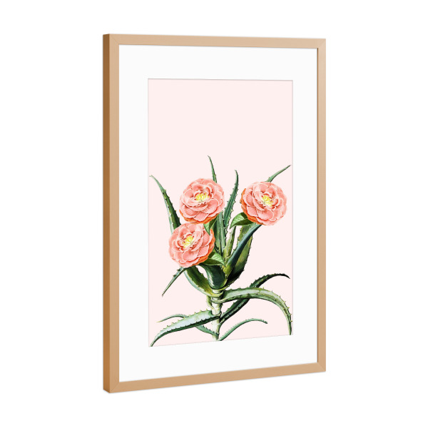 Poster mit Rahmen Kupfer "Blush Cactus-II" artboxONE - Natur,Floral