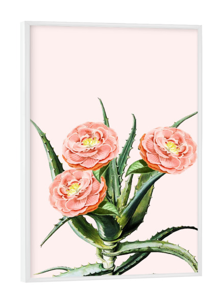 Poster mit weißem Rahmen "Blush Cactus-II" artboxONE - Natur,Floral