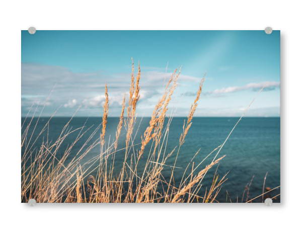 Acrylglasbild "Reed at Baltic Sea" artboxONE - Natur - Schilf,Ostseeküste,Sea,Plants,Pflanzen,Pampas,Reed,Gras,Meer,Natur,Nature