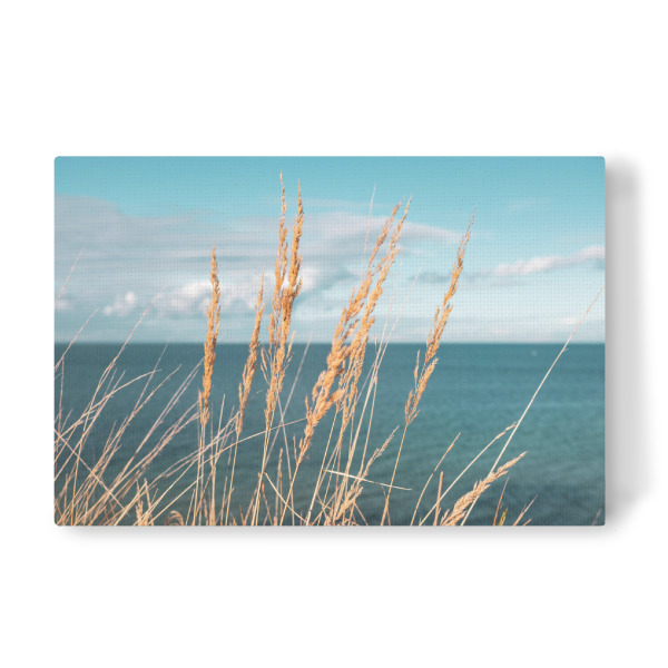Leinwandbild "Reed at Baltic Sea" artboxONE - Natur - Schilf,Ostseeküste,Sea,Plants,Pflanzen,Pampas,Reed,Gras,Meer,Natur,Nature