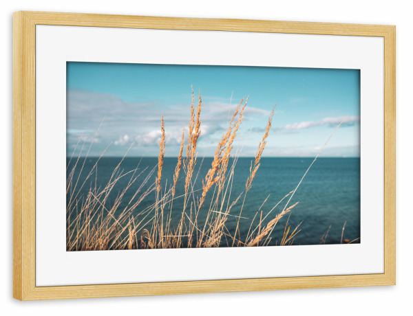 Poster mit Rahmen kiefer "Reed at Baltic Sea" artboxONE - Natur - Schilf,Ostseeküste,Sea,Plants,Pflanzen,Pampas,Reed,Gras,Meer,Natur,Nature