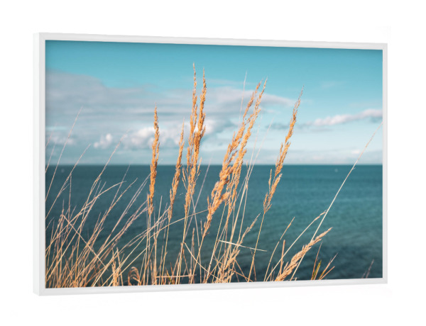 Poster mit weißem Rahmen "Reed at Baltic Sea" artboxONE - Natur - Schilf,Ostseeküste,Sea,Plants,Pflanzen,Pampas,Reed,Gras,Meer,Natur,Nature