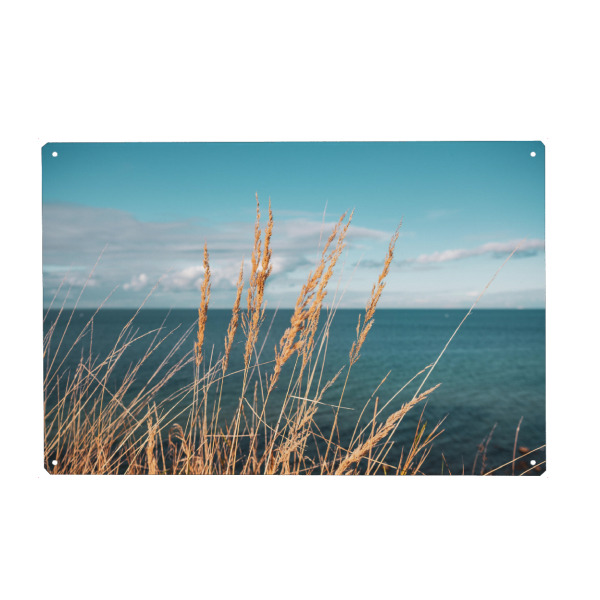 Metall Poster "Reed at Baltic Sea" artboxONE - Natur - Schilf,Ostseeküste,Sea,Plants,Pflanzen,Pampas,Reed,Gras,Meer,Natur,Nature - Blechschild