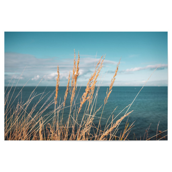 Poster 30x20 cm "Reed at Baltic Sea" artboxONE - Natur - Schilf,Ostseeküste,Sea,Plants,Pflanzen,Pampas,Reed,Gras,Meer,Natur,Nature