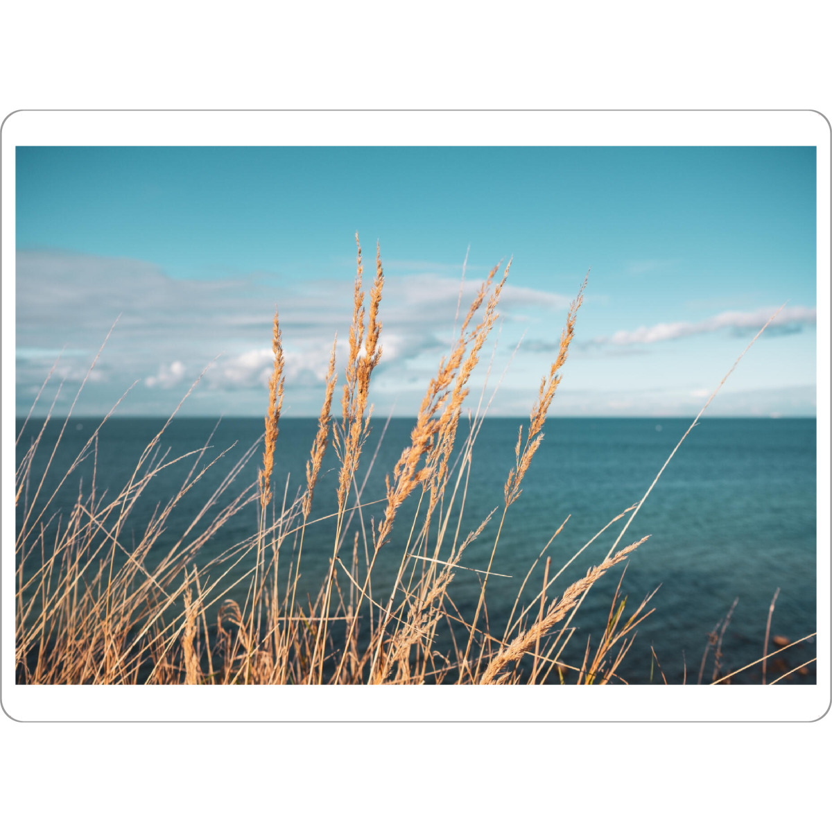 Tischset "Reed at Baltic Sea" artboxONE - Natur - Schilf,Ostseeküste,Sea,Plants,Pflanzen,Pampas,Reed,Gras,Meer,Natur,Nature - Bild schilf