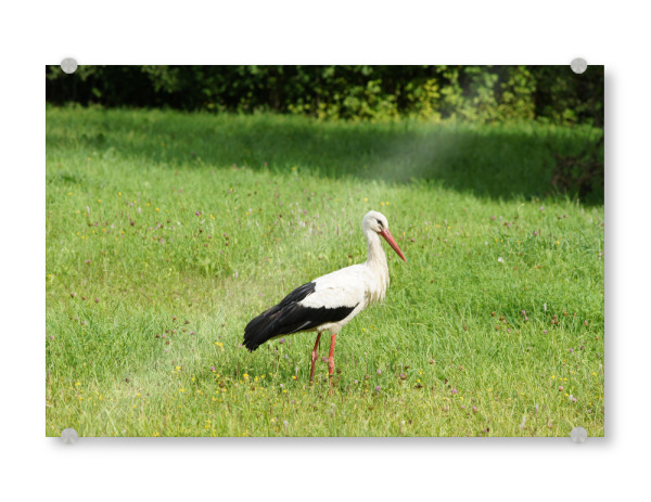 Acrylglasbild "Weißstorch auf der Jagd" artboxONE - Natur,Reise,Tiere,Reise / Länder