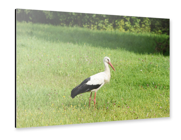 Alu-Dibond "Weißstorch auf der Jagd" 30x20 cm artboxONE