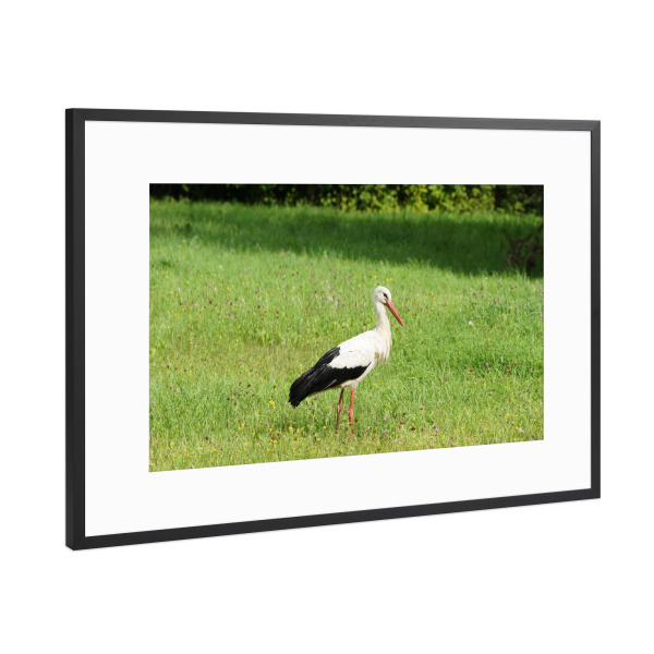 Poster mit Rahmen Schwarz (Metallic) "Weißstorch auf der Jagd" artboxONE - Natur,Reise,Tiere,Reise / Länder