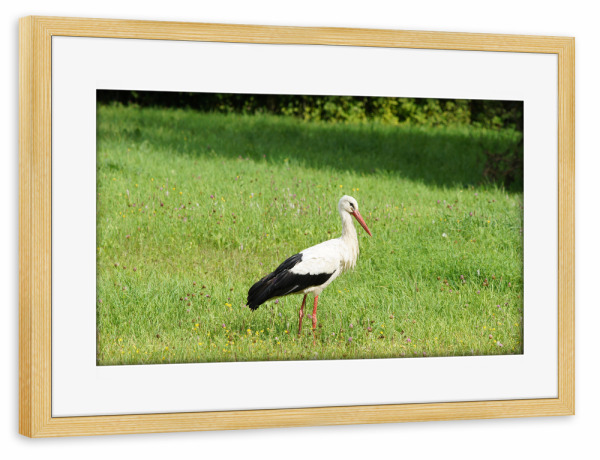 Poster mit Rahmen kiefer "Weißstorch auf der Jagd" artboxONE - Natur,Reise,Tiere,Reise / Länder