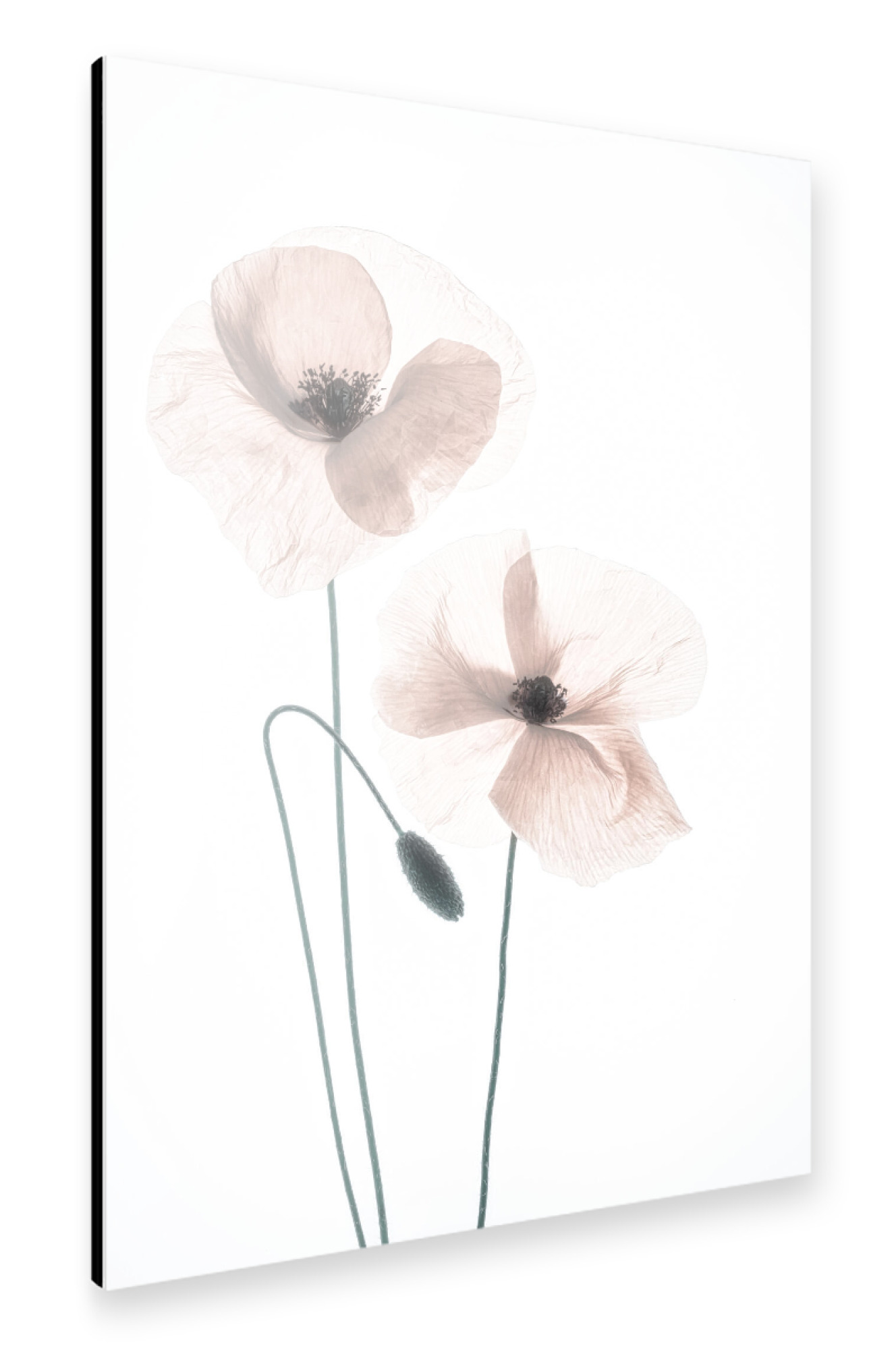 Alu-Dibond "Mohnblumen Tango" 75x50 cm artboxONE