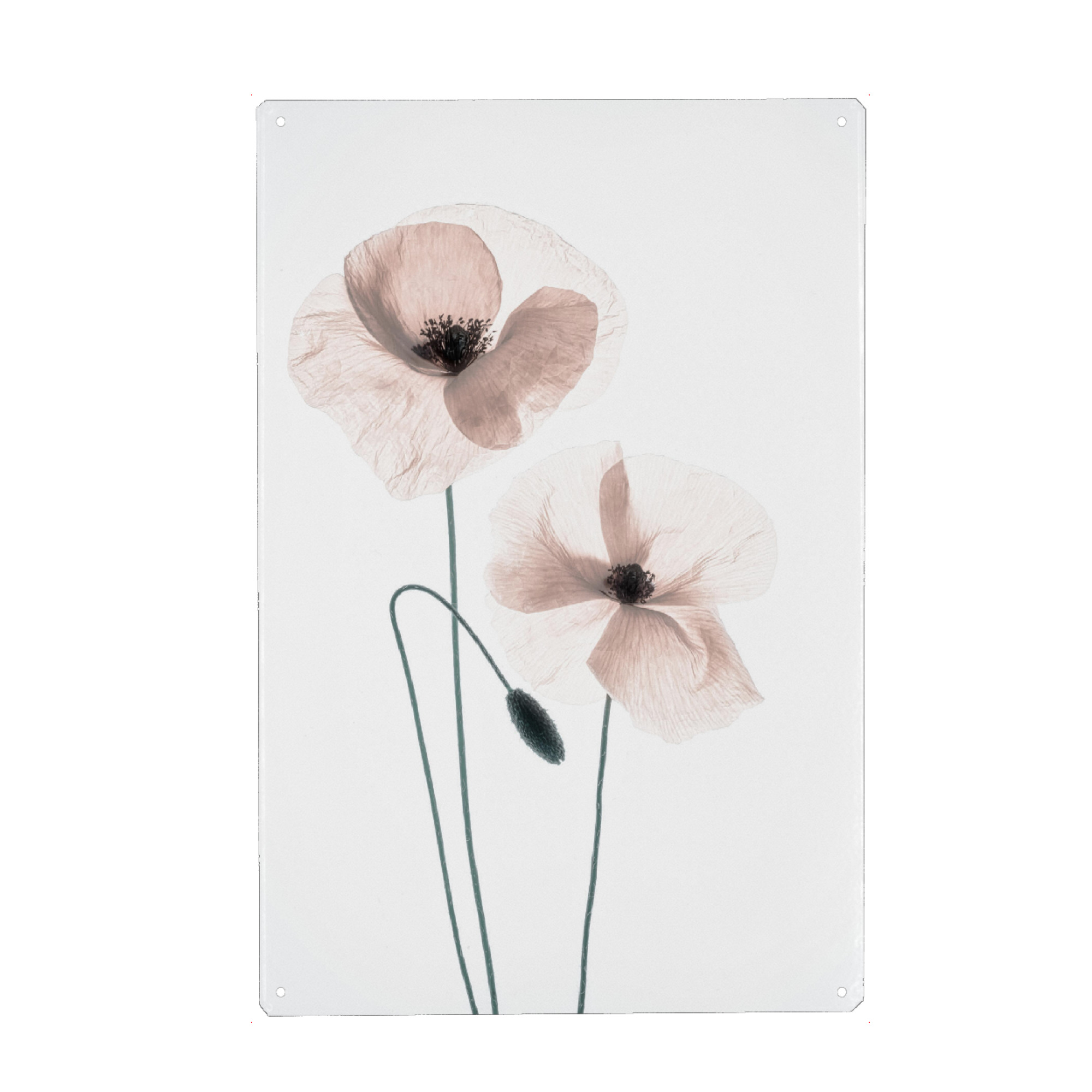 Metall Poster "Mohnblumen Tango" artboxONE - Natur,Floral,Abstrakt