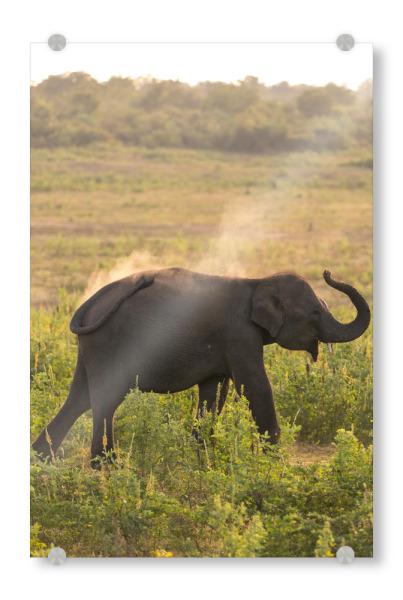 Acrylglasbild "Wild Asian Elephant" artboxONE - Natur,Reise,Tiere,Reise / Asien,Reise / Länder