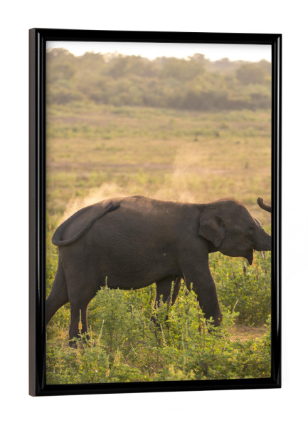 Poster mit schwarzem Rahmen "Wild Asian Elephant" artboxONE - Natur,Reise,Tiere,Reise / Asien,Reise / Länder