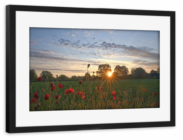 Poster mit Rahmen schwarz "Sonnenaufgang am Feldrand" artboxONE - Natur,Floral