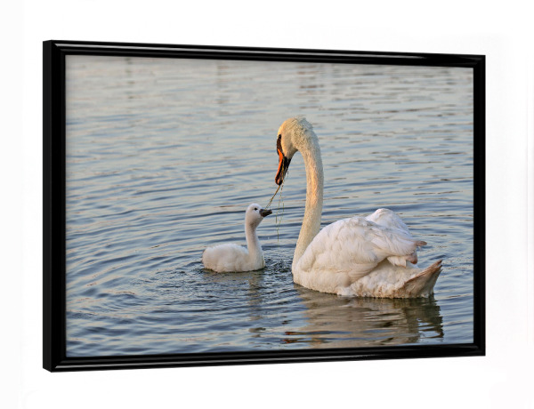 Poster mit schwarzem Rahmen "Familienbande" artboxONE - Natur,Tiere