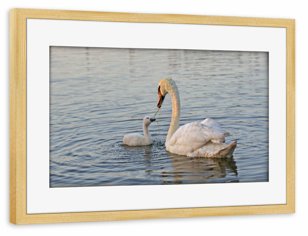 Poster mit Rahmen kiefer "Familienbande" artboxONE - Natur,Tiere