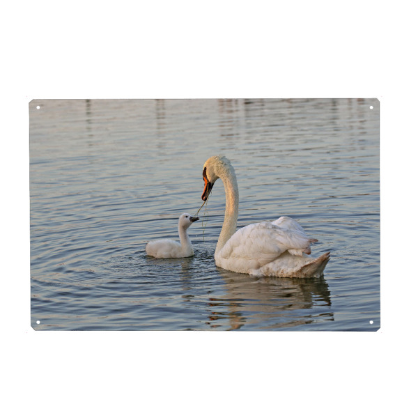 Metall Poster "Familienbande" artboxONE - Natur,Tiere - Schwäne,Tiere,Wasser,Mutterliebe,Animals,Swand,Vögel,Birds,Natur,Nature,Mom,Mutter,Mother