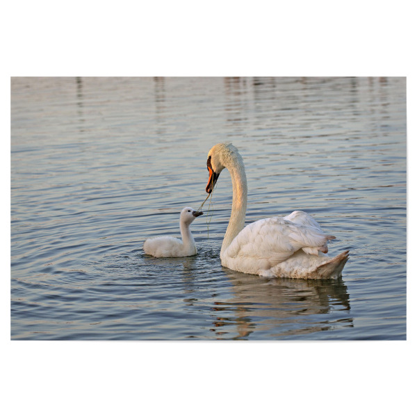 Poster "Familienbande" artboxONE - Natur,Tiere - Schwäne,Tiere,Wasser,Mutterliebe,Animals,Swand,Vögel,Birds,Natur,Nature,Mom,Mutter,Mother