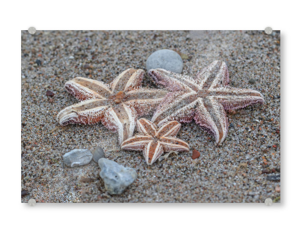 Acrylglasbild "Seesterne" artboxONE - Natur,Tiere,Reise / Strand und Meer - Seesterne,Steine,Urlaub,Natur,Nature,Stones,Reise,Strand,Meer,Sea,Beach